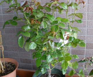 P5292276