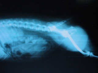 P7223290