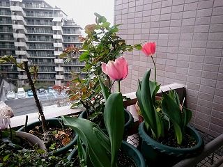DSC_6001