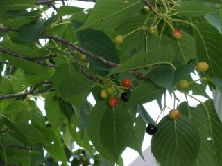 P5252108