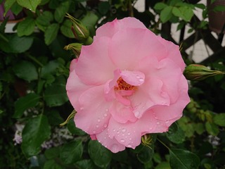 DSC_1407