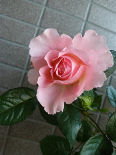 P6102540