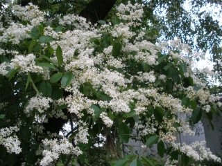 P6012328