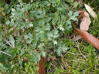 P3051073