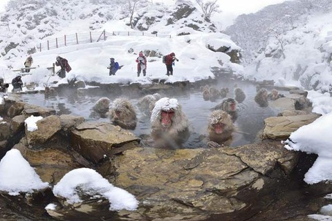 120130main2_snowmonkey