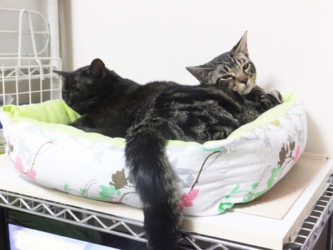 coco_160202_3