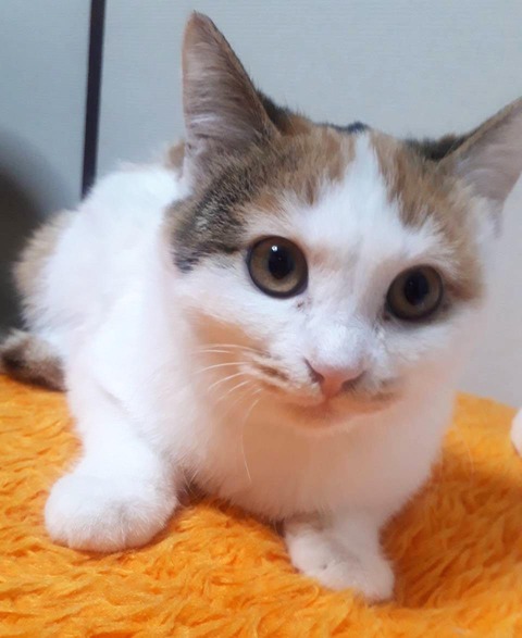 koneko_181112_4