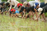 140628伊佐田植え04