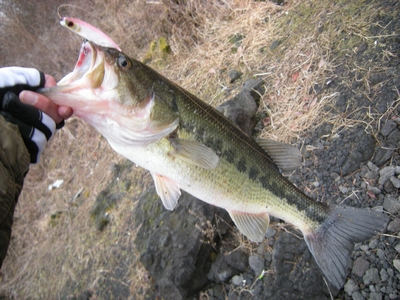 fuyubass