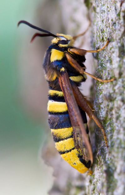 hornet-moth-3