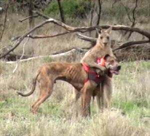 kangaru-
