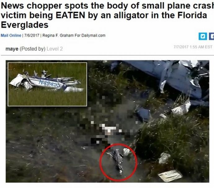 plane-crash-victim-eaten-by-alligator
