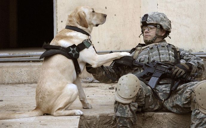 1280px-Iraq_dog