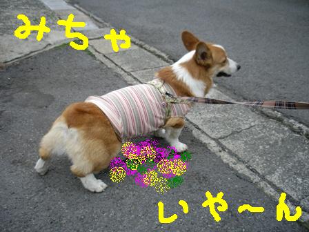 ¥·¡û¥³