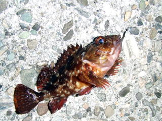 DSCF23011