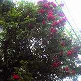 e4706227.jpg
