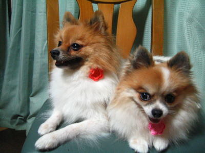mirucoco2@2
