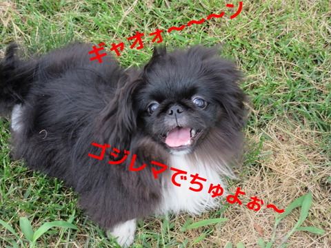 NYwtfk4ro_ornFu1406803486_1406803767
