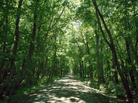 20080704