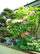 pinkbotan
