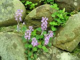 perpleflower