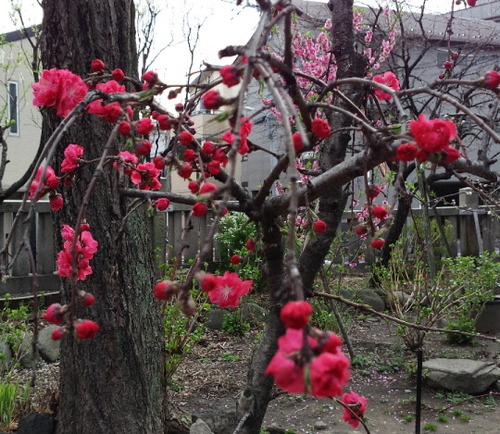 梅と桜 3.20