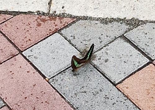 2匹の蝶
