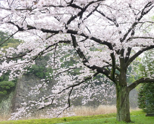 乾通り4.2 桜