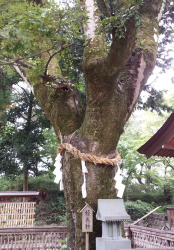 武田神社 ご神木