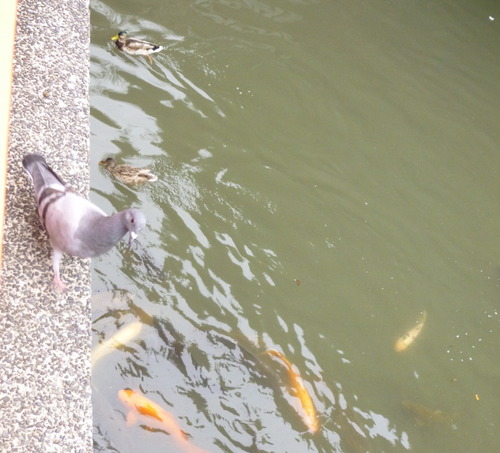 武田神社 鳩・鯉・カモ
