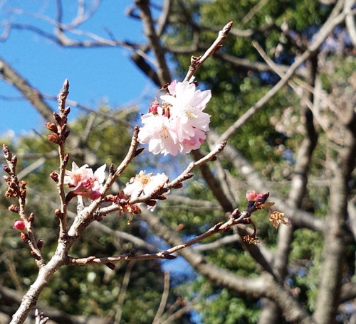 皇居 桜1.12