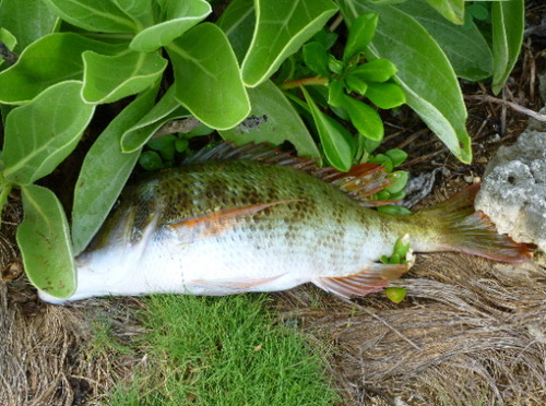 釣りの成果