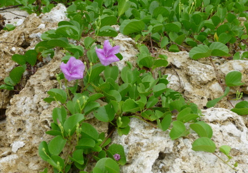 昼顔の花