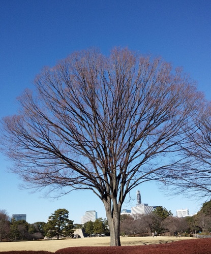 皇居 木1.12