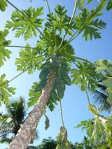 EvasonTree