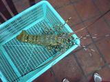 20090206Lobster