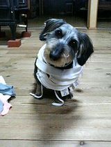サイババ