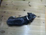 待つ犬