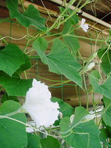 瓢箪の花