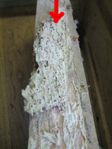 BlogPaint