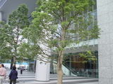 akiba