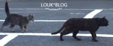 BlogPaint