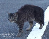 BlogPaint