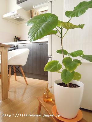 ウンベラータの植え替え Littlehome Powered By ライブドアブログ