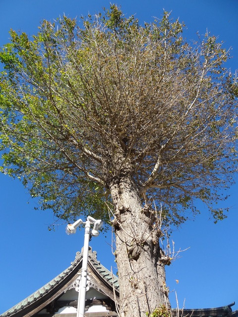 DSC03229