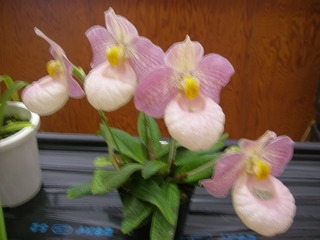 P4240048