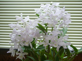 P4240042