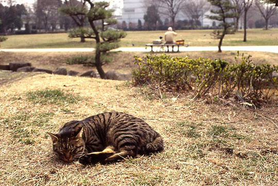猫、2002-03-02-004.jpg