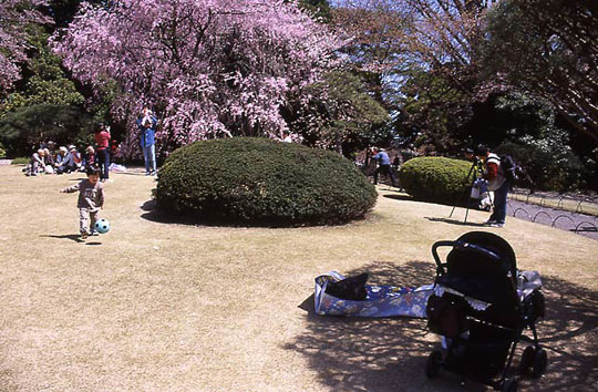 新宿御苑、枝垂桜、しだれざくら、2002-03-30-003.jpg