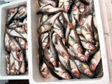 美味そうなハタハタが入荷していました。